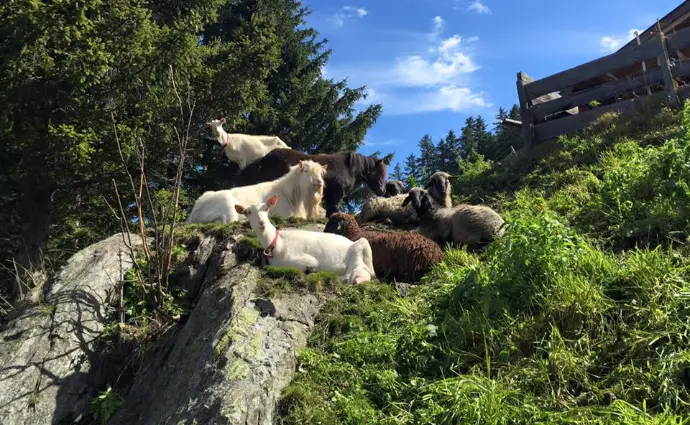 Weidetiere an der Aldranser Alm Das Foto zeigt mehrere Ziegen und Schafe, die auf einer sonnigen Wiese oberhalb der Aldranser Alm liegen und grasen. Umgeben von Felsen, Bäumen und blauem Himmel vermittelt das Bild echtes Almleben in Tirol.